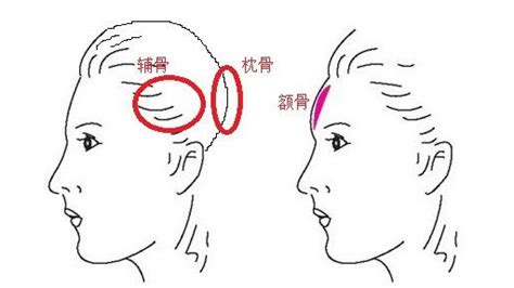 枕骨突出面相|面相：如何辨別枕骨與反骨